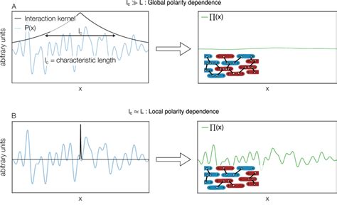 Typical Polarity Field P X And Two Choices Of Interaction Kernel Download Scientific Diagram