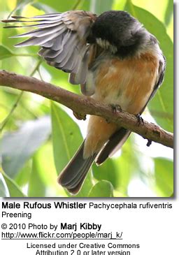 Typical Whistlers - Beauty of Birds