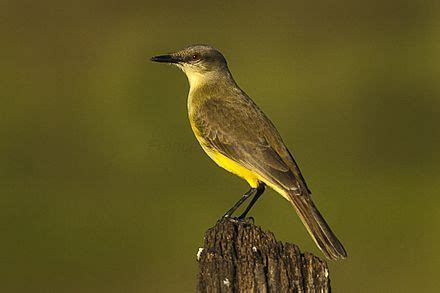 Tyrant flycatcher - Wikipedia