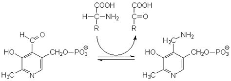 Über einige mit hilfe des methylacetessigesters dargestellte pyridinderivate. - Rubén darío, criollo en el salvador.