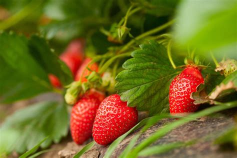 U pick strawberries. Strawberry picking can also be a fun date idea! Some farms are really charming and cute, although some fields are basically just drab, industrial-feeling fields. Here are our picks for the best U-pick … 