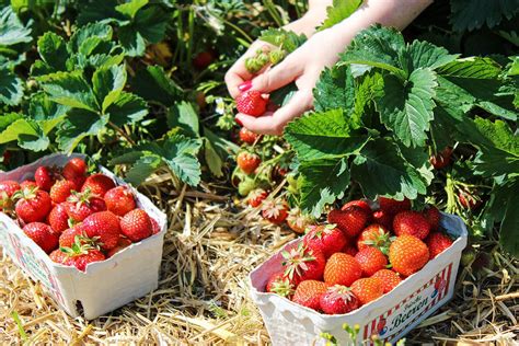U pick strawberries near me. Baugher's Orchard Westminster, MD, 21158. Baugher’s Orchard & Farm has pick your own: strawberries, sweet cherries, sour cherries, peas, peaches, nectarines, apples, and pumpkins. Picking hours are 9:00 am – 5:00 pm 7 days a week in May & June, but July & August, the days are only Fri, Sat, & Sun for picking. 