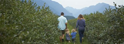 U-Pick Blueberries BC Blueberry Council