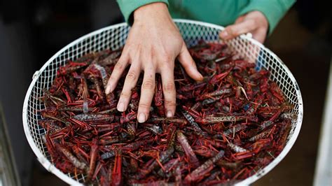 U.N. Urges Eating Insects; 8 Popular Bugs to Try - balustradellc