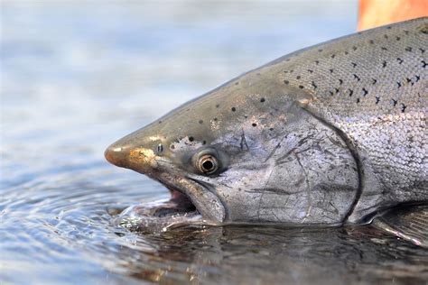U.S. panel approves salmon fishing ban for much of West Coast