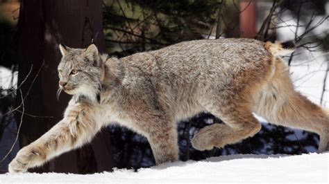 U.S. proposes plan to help the snow-dependent Canada lynx before warming shrinks its habitat