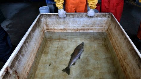 U.S. regulators will review car-tire chemical that kills salmon, upon request from West Coast tribes