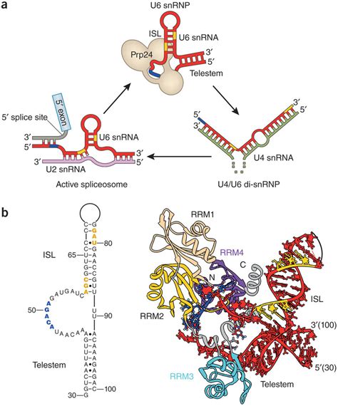 U6 snRNA - Wikipedia