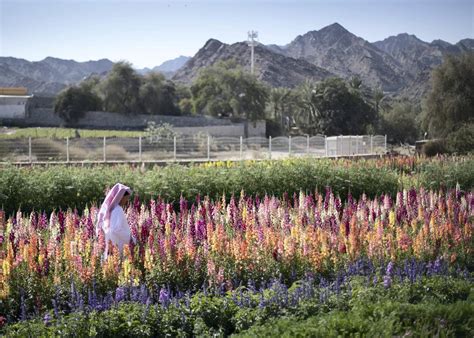 UAE Flower Farm: How 30,000 blooms grew in Fujairah