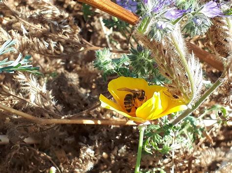 UBC study shows honey bees can help monitor pollution in cities