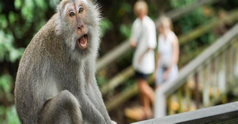 Ubud: Monkey Forest, Rice Terrace ticket included - balustradellc