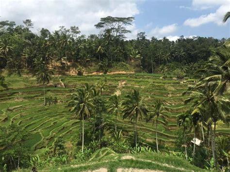 Ubud: Monkey Forest, Rice Terraces, and Swing Day Tour - balustradellc