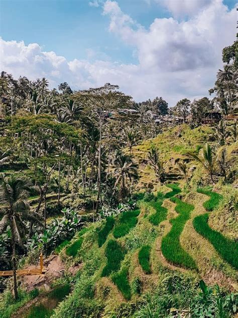 Ubud Day Trips • 100+ reels on Instagram - balustradellc