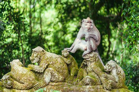 Ubud Monkey Forest - Hal Wajib Anda Tahu Sebelum … - raincitystudios.com