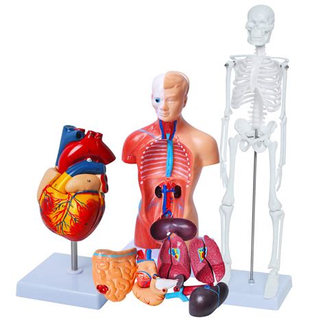 UCCE Human Torso Body Anatomy Model Medical Students …