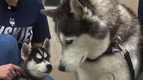 UConn introduces Siberian husky pup Jonathan XV as the school’s next mascot