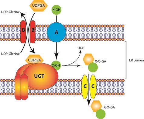 UDP-glucuronosyltransferases (UGTs) and their related