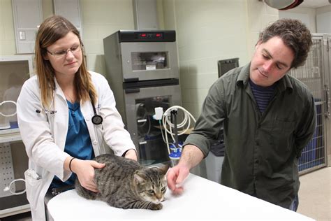 UF veterinarians help cat survive ‘bobcat fever’ parasite