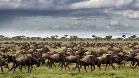 Uganda Gorillas and Serengeti Migration Safari Guide - balustradellc