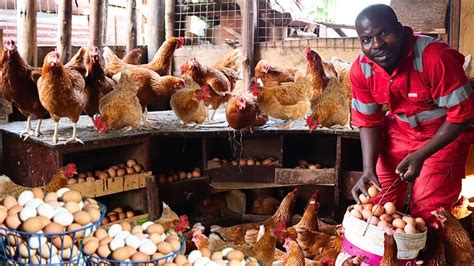 Uganda Poultry Farming Guide - raincitystudios.com