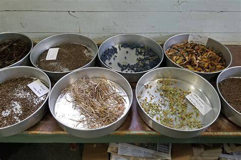 UK SEED COLLECTING ON BEHALF OF THE - Kew - raincitystudios.com