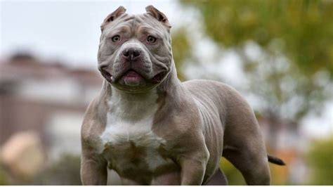UK government may ban American XL bully dogs after a child was attacked