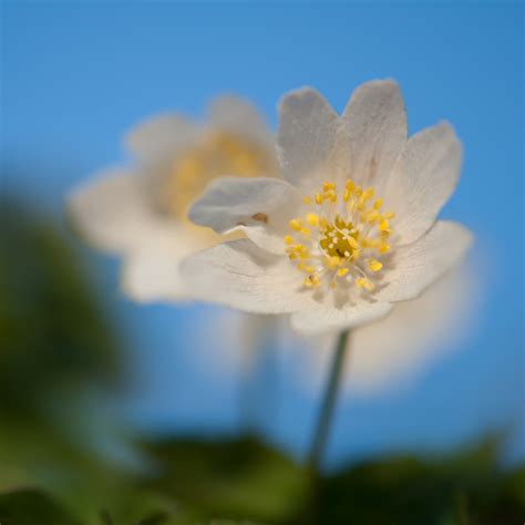 UKENS VILLBLOMST Norsk navn:... - Norsk Botanisk Forening