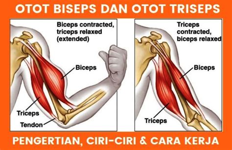 Ukuran Rata-Rata Otot Bisep: Bagaimana cara … - balustradellc