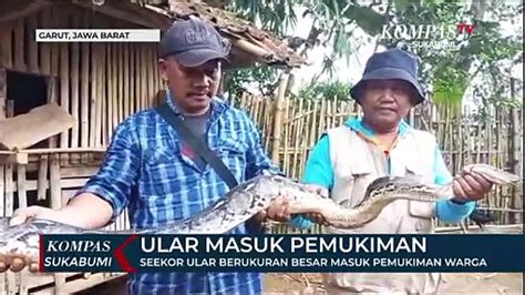Ular besar masuk pemukiman warga #ular #video #reel - wintechmobiles.com