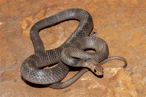 Ular Coklat - balustradellc