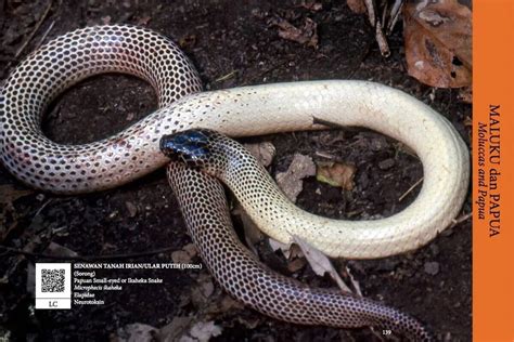 Ular - Wikipedia bahasa Indonesia, ensiklopedia bebas - muktibox.com