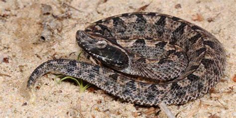 Ular Tanah Hitam Apakah Berbisa - balustradellc