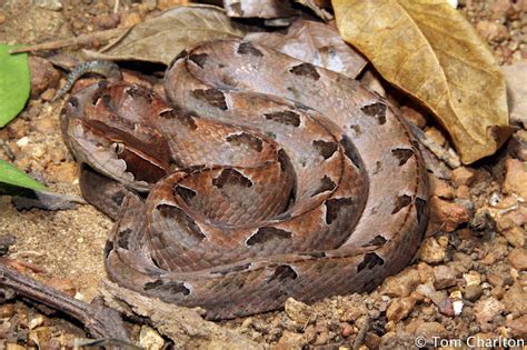 Ular Tanah Jawa - balustradellc