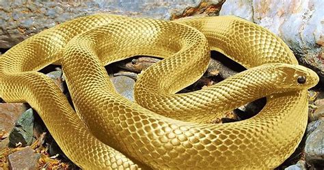 Ular Warna Emas - muktibox.com