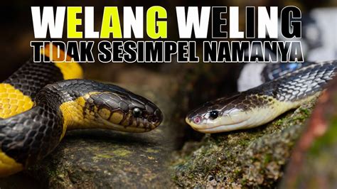 Ular Weling Vs Welang - balustradellc