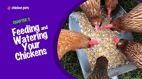 Ultimate chicken feeding & watering setup: Pest-proof ... - MSN - coolestguyplanet.net