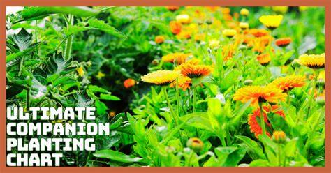 Ultimate Companion Planting Chart In 2026 | Close To … - raincitystudios.com