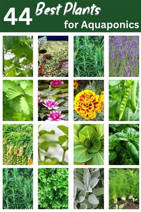 Ultimate Guide: 25 Best Plants To Grow With Aquaponics - WhyFarmIt - raincitystudios.com