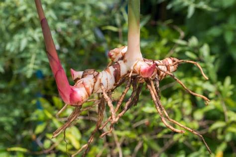 Ultimate Guide: How to Grow and Harvest Galangal in Containers ... - balustradellc