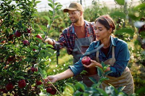 Ultimate Guide to Apple Farming: Beginner Tips for Apple Cultivation - raincitystudios.com