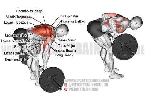 Ultimate Guide to Barbell Bent Over Row for Strength and Muscle Gains - balustradellc