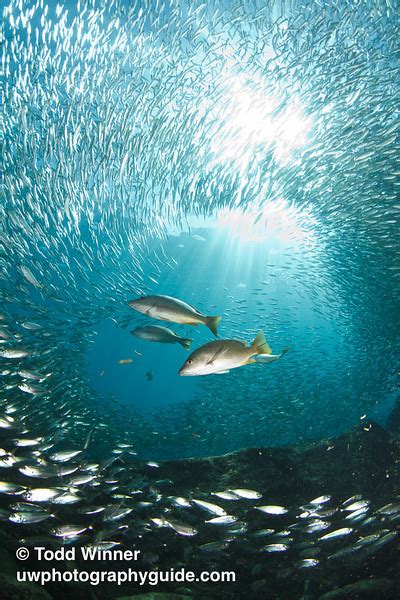 Ultimate Guide to Canon 7D Underwater Settings - balustradellc