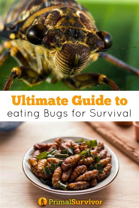 Ultimate Guide to Eating Bugs for Survival - Primal … - balustradellc