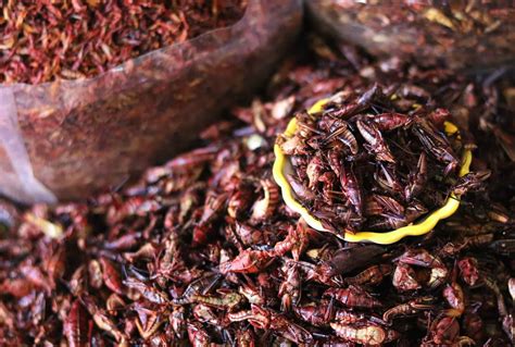 Ultimate Guide to Edible Insects Around the World - balustradellc