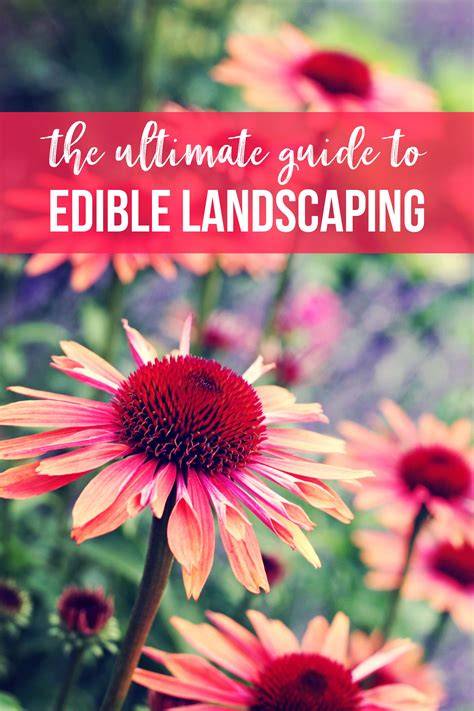 Ultimate Guide To Edible Landscaping Ideas - Mother … - raincitystudios.com