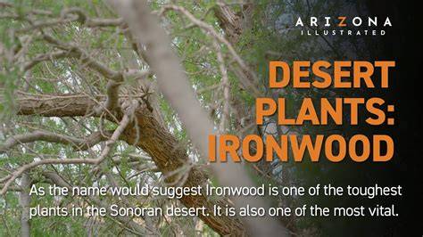 Ultimate Guide to Ironwood Roots - raincitystudios.com