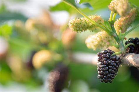 Ultimate Guide to Mulberry Cultivation - AgriFarming - raincitystudios.com