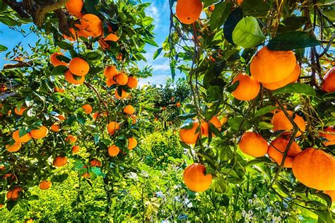 Ultimate Guide to Orange Farming: From Seed to Harvest - raincitystudios.com