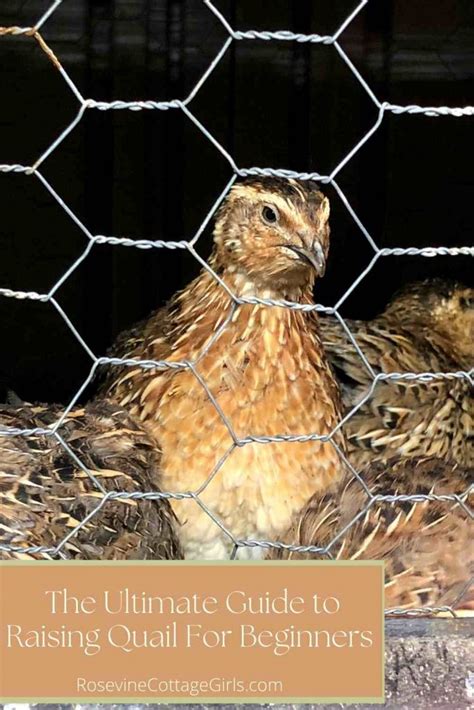 Ultimate Guide To Raising Quail - Homestead Geek - balustradellc