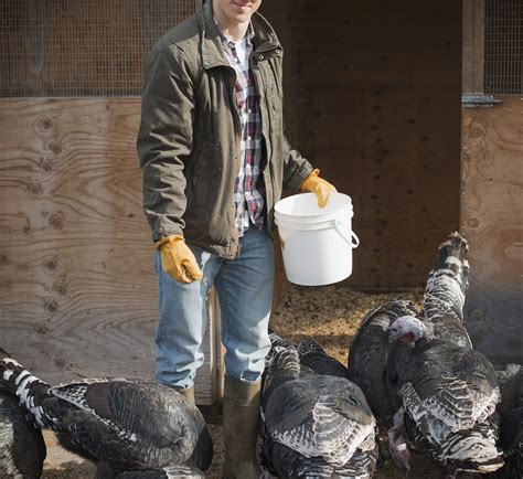 Ultimate Guide to Raising Turkeys - balustradellc